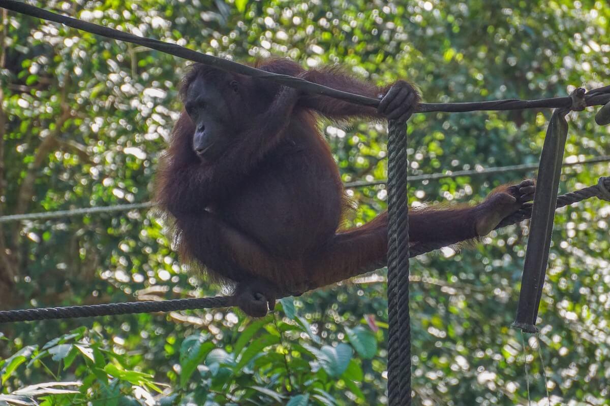 Where to see orangutans in Borneo: orangutan sitting on the ropes