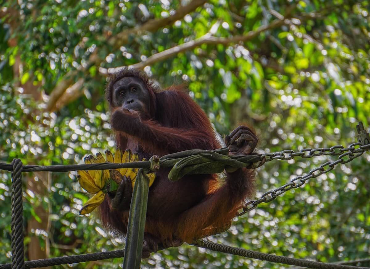 Where to see orangutans in Borneo: orangutan eating and holding bananas