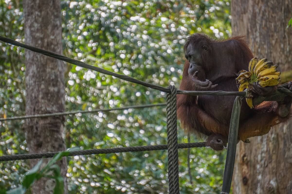Where to see orangutans in Borneo: orangutan holding bananas