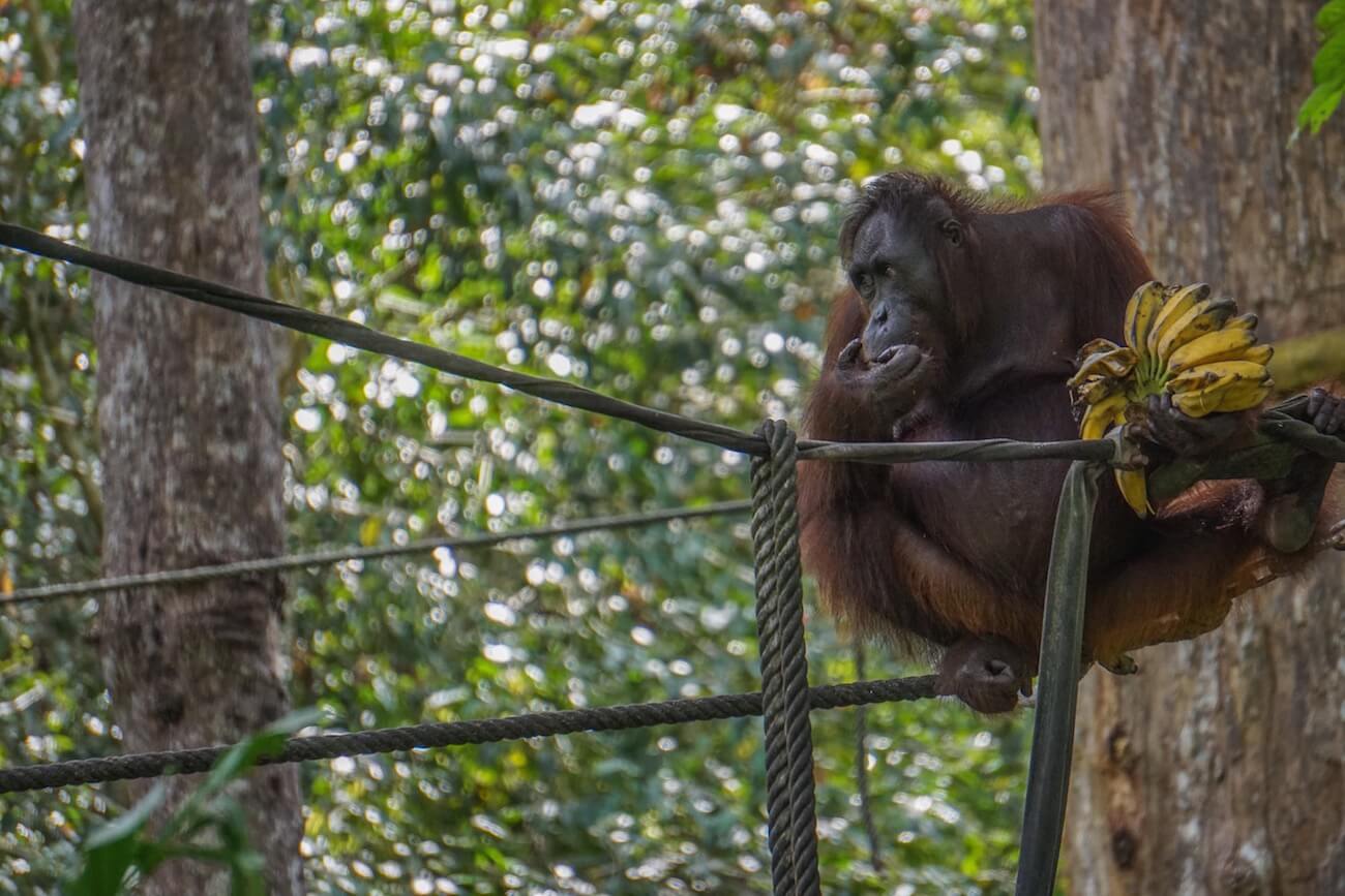 Where to find orangutans in Borneo: Orangutan with bananas