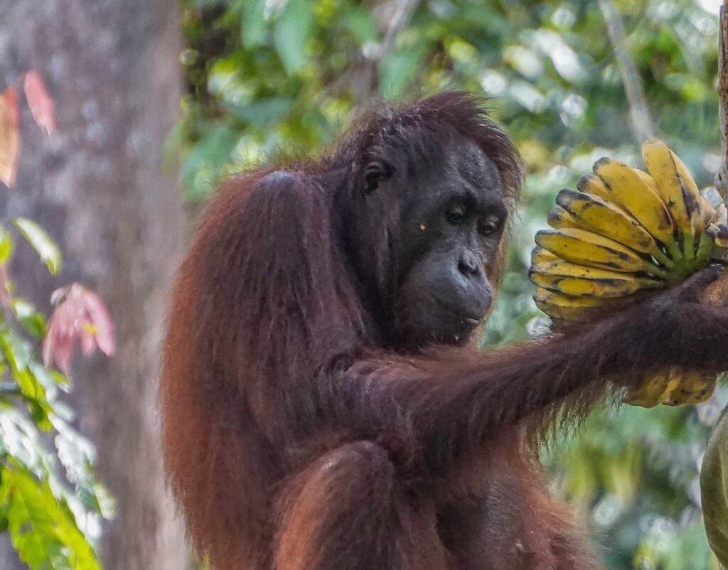Where to see orangutans in Borneo