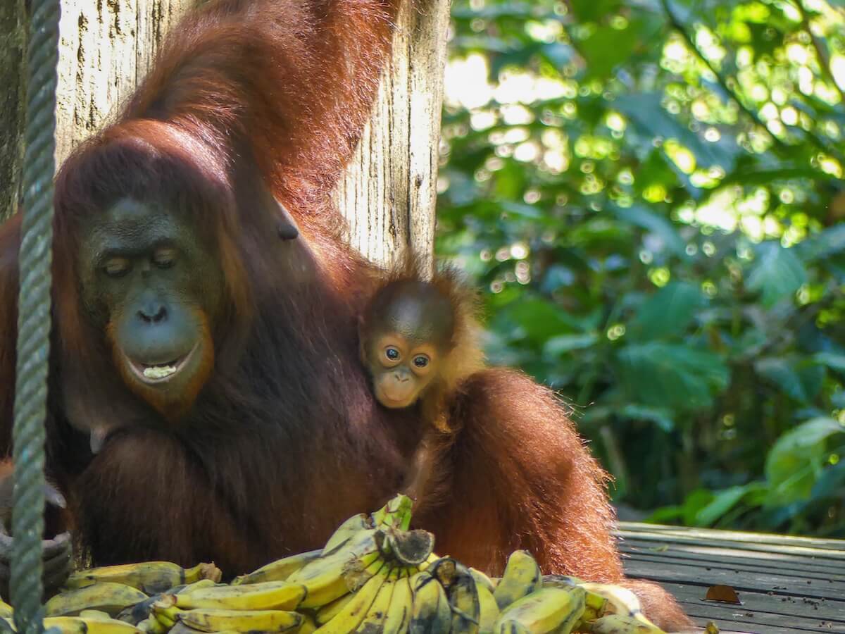 mother with a baby peeking from behind scouting out the bananas_where to find orangutans in Borneo