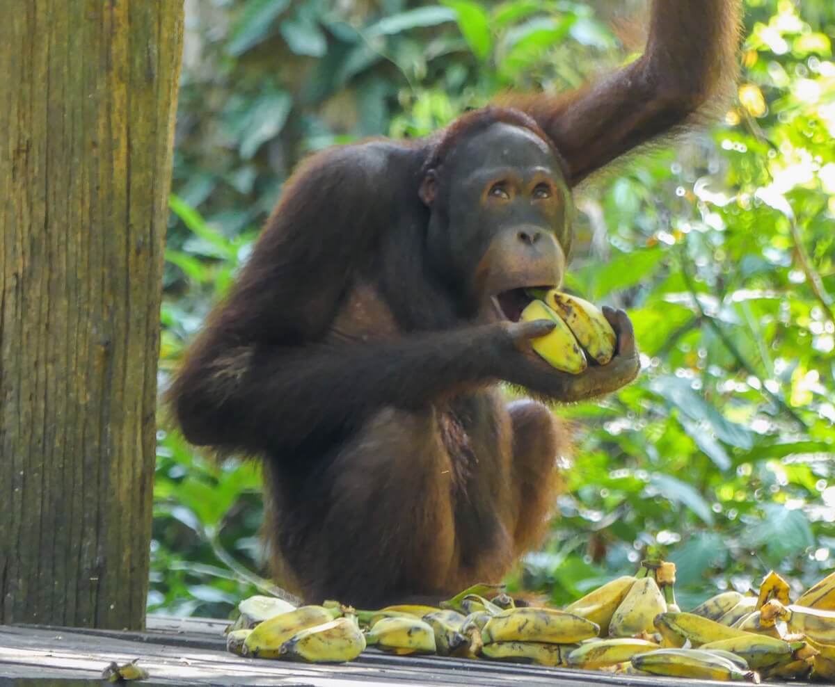 Cheeky orangutan- can I fit 2 bananas in my wide open mouth? Where to find orangutans in Borneo
