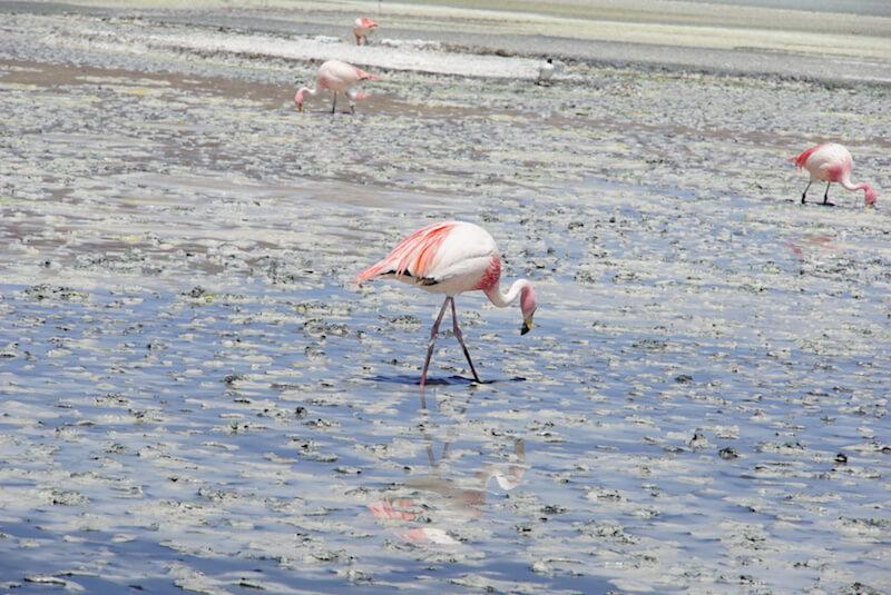Salar de Uyuni tour: Lagoons with white and pink flamingoes