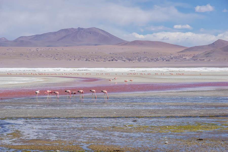 South America Travel route: pink flamingoes in the Laguna Colorada Bolivia. 