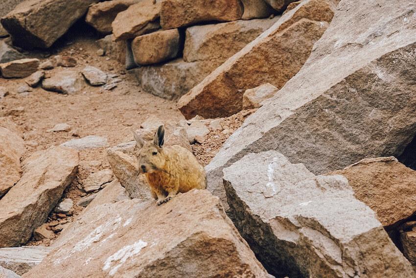 Small brown animal with big ears sitting on the brown rocks