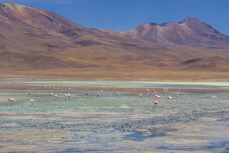 flamingoes feeding in a light blue lagoon; gorgeous Andes in the background