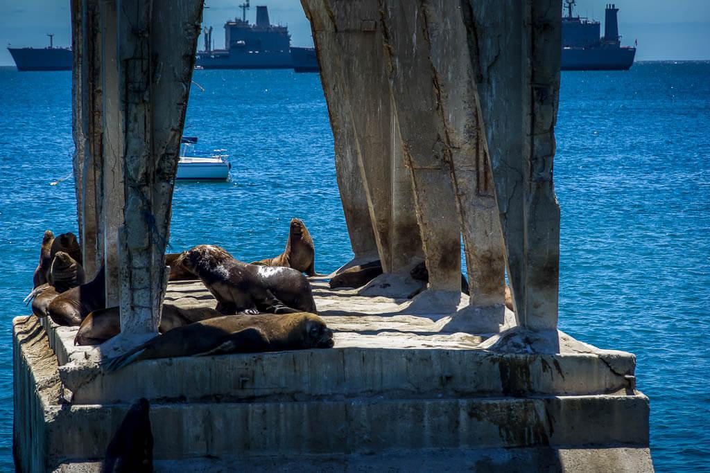 Things to do in Valparaiso| visit the sea lions sitting on a piece of concrete in the sea