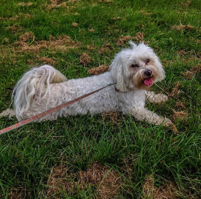 Become a house sitter: white small fluffy dog, on leash, pink tongue out