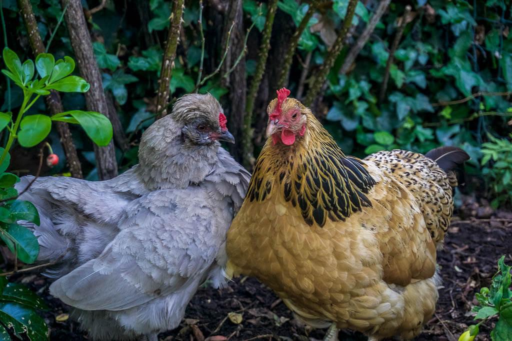 How to become a housesitter: 2 chickens, one grey, one tan and black