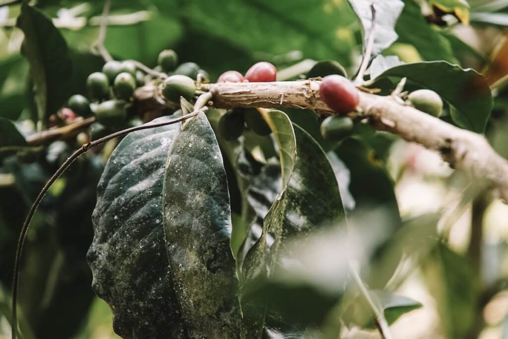 Branch of a coffee tree with green and red beans