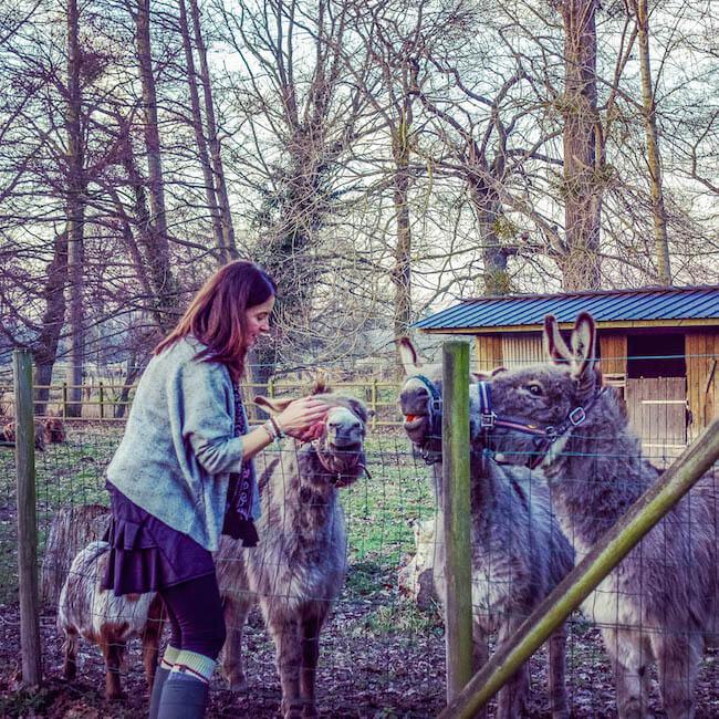 How to be a house sitter: Author feeding the donkeys over the gate