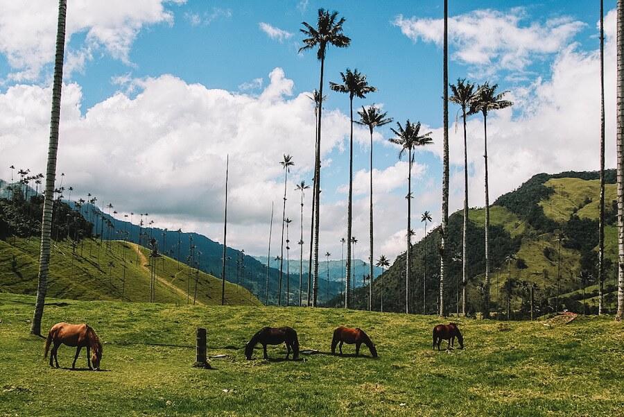 Wax palms soaring and horses grazing amidst them | Valle del corcora Salento Colombia