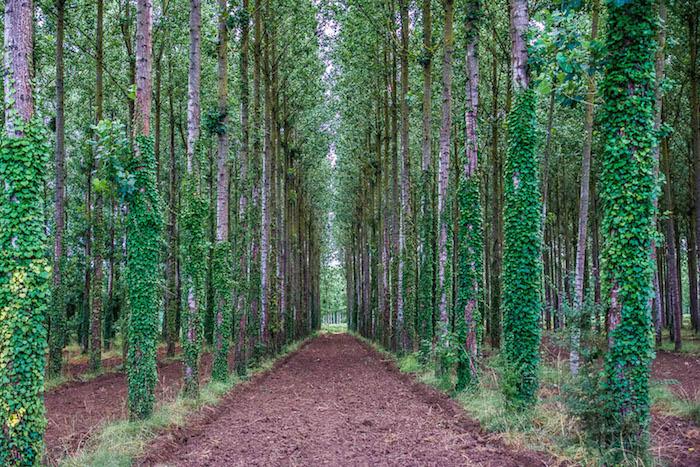 A forest of plane trees in France with a clear path
