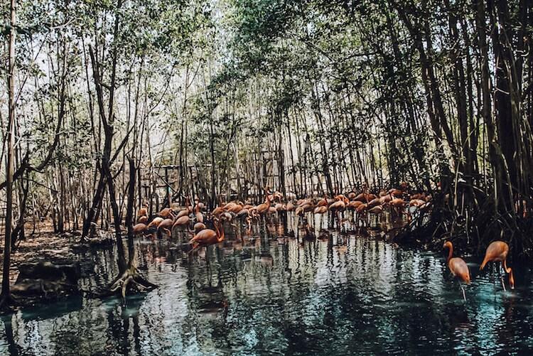 Flamingoes in amidst water and trees