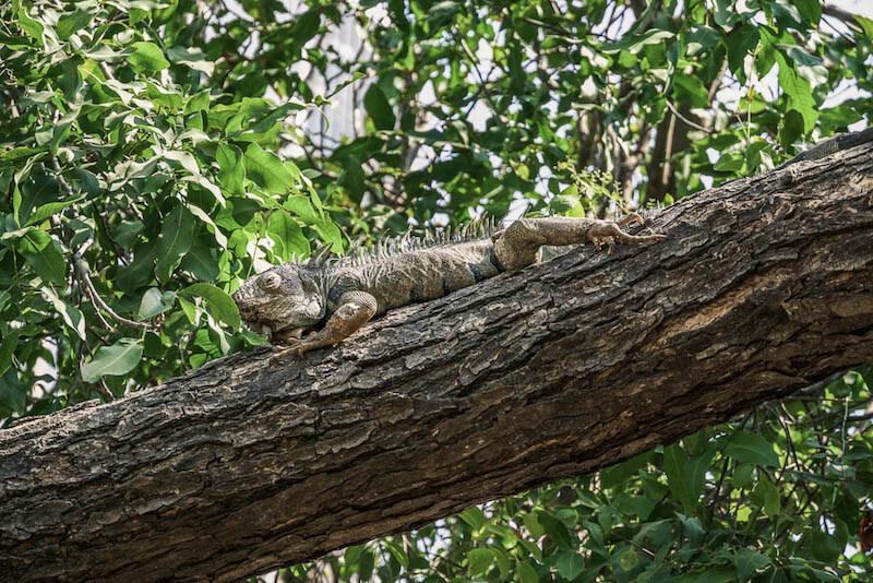 Things to do in Cartagena: iguana on a tree branch in Parque Centenario