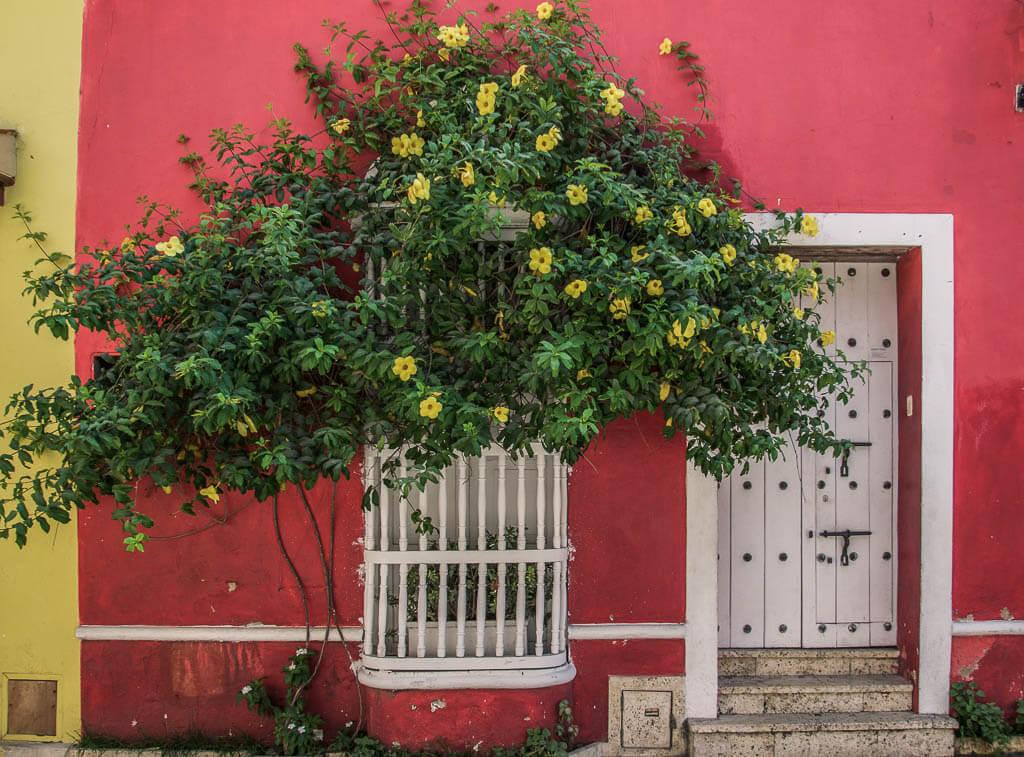 red wall. white door and window grate and blooming yellow flowers
