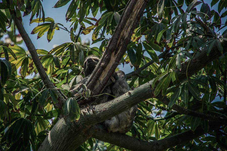 Things to do in Cartagena - find a sloth in a tree