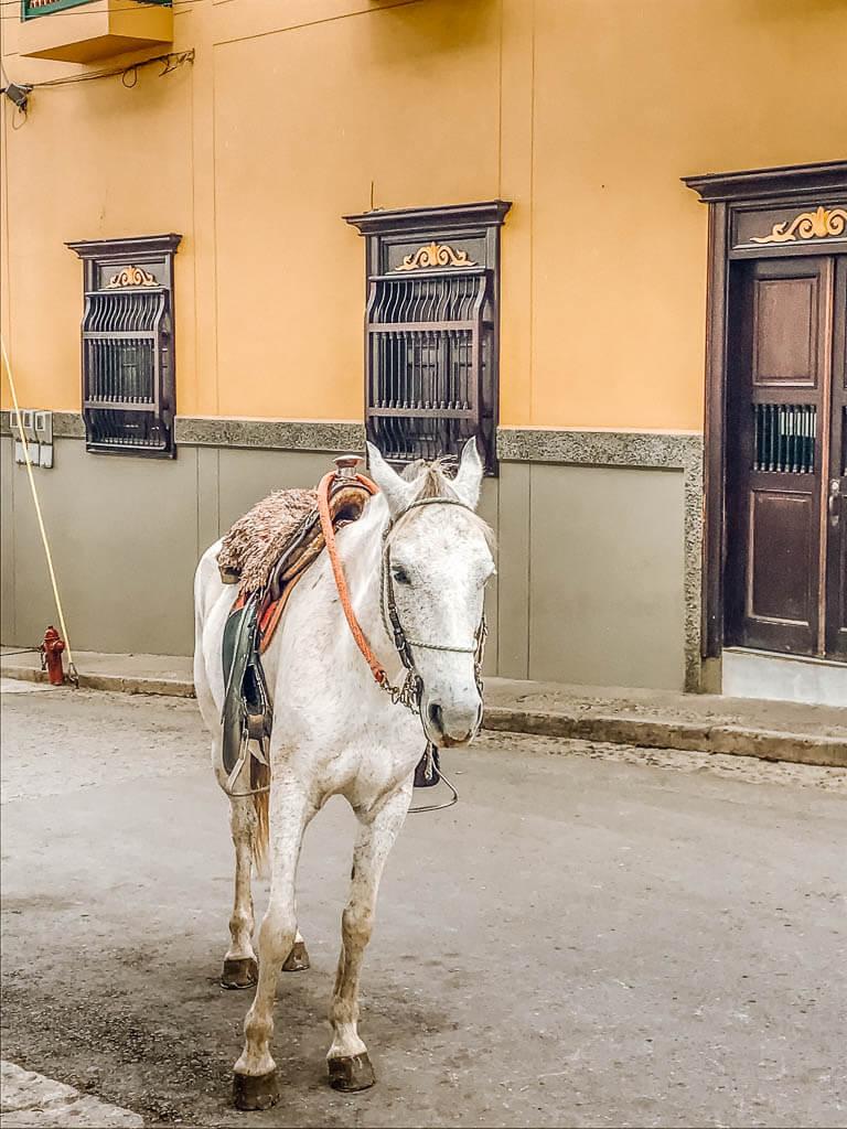 Jardin Colombia: White horse standing in the street infront of an ochre coloured building