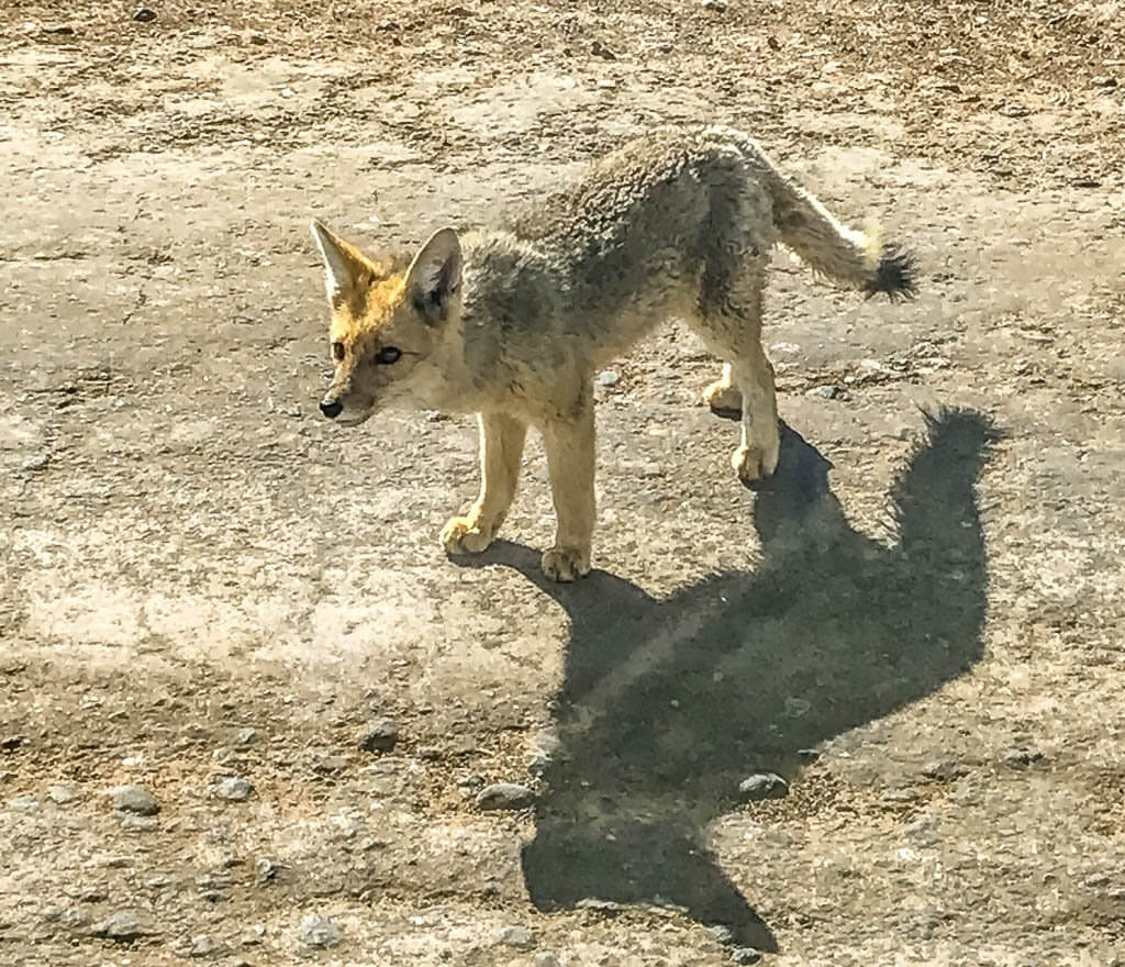 El Tatio Geyser field: Wildlife - a brown and black fox