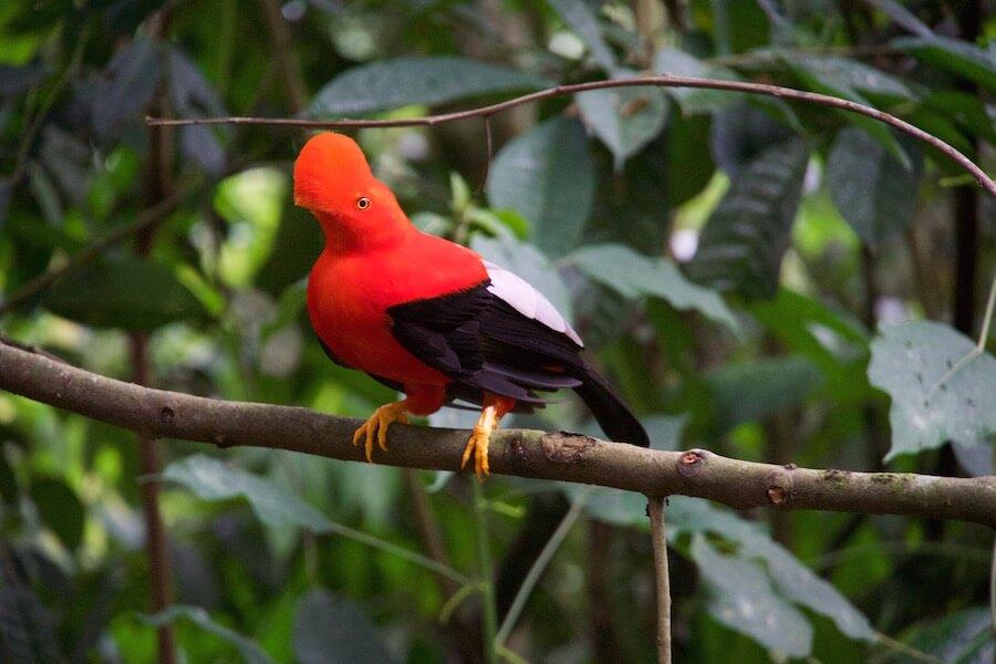 Jardin Colombia: bright red bird and black wings and orange feet perches on a branch