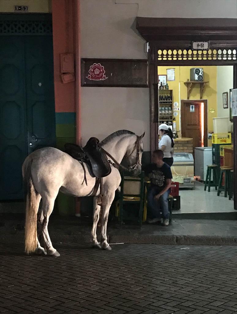 Jardin Colombia: White horse waits patiently while his owner has a drink