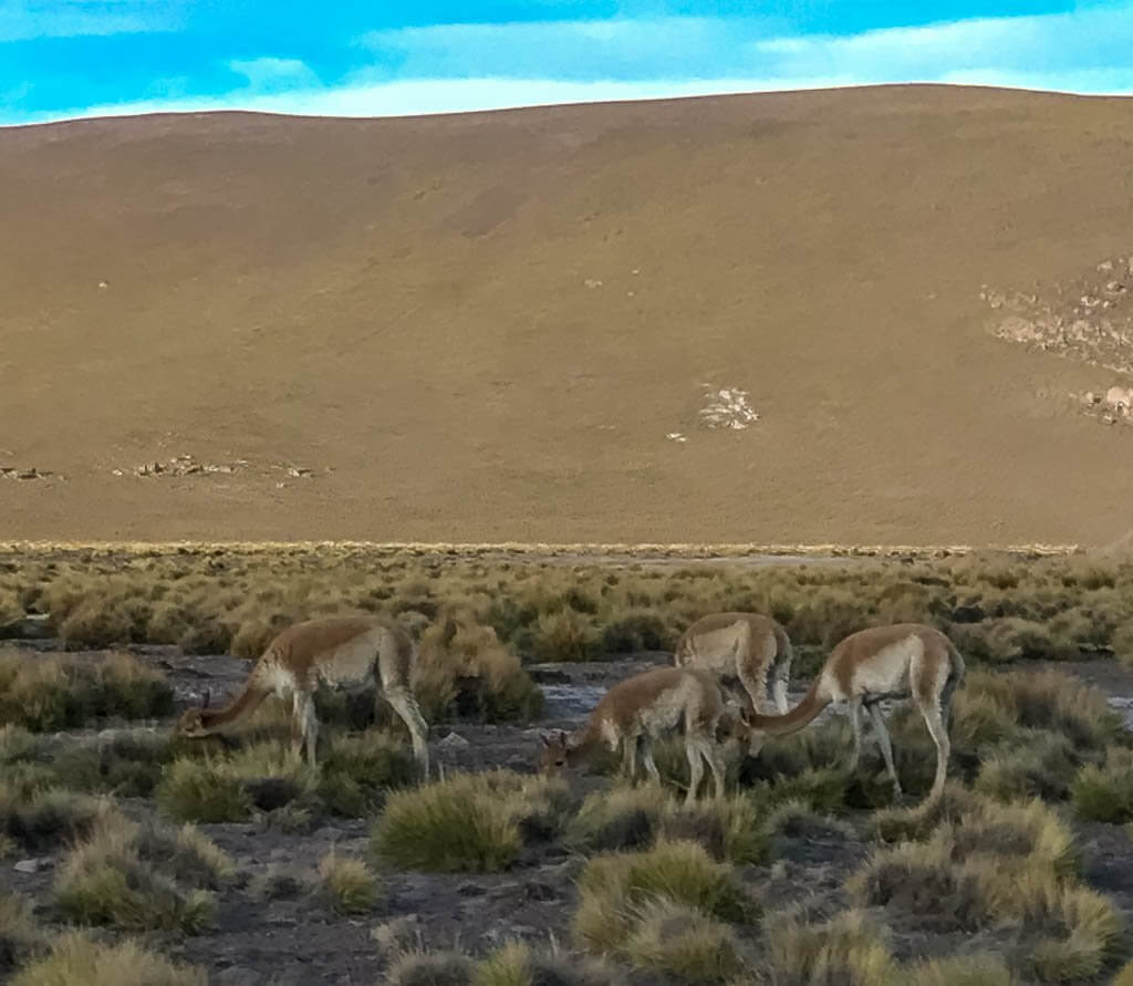 El Tatio in the morning: vicunas grazing on yellow tufts of grass