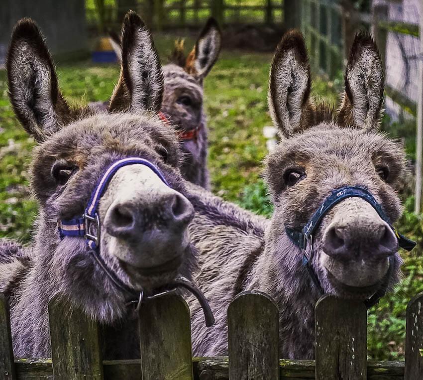House and pet sitting: 2 donkeys staring at the camera, one with blue harness, one with purple