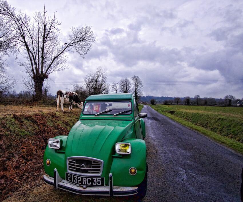 House and pet sitting - a green citroen by the side of a rural road, cow close by 