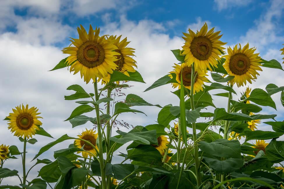 House and pet sitting - find 8 gorgeous sunflowers, with green leaves against a partially cloudy brilliant blue sky