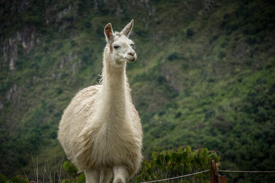 Solo Travel in South America: This White llama looking at the camera, ears tuning in