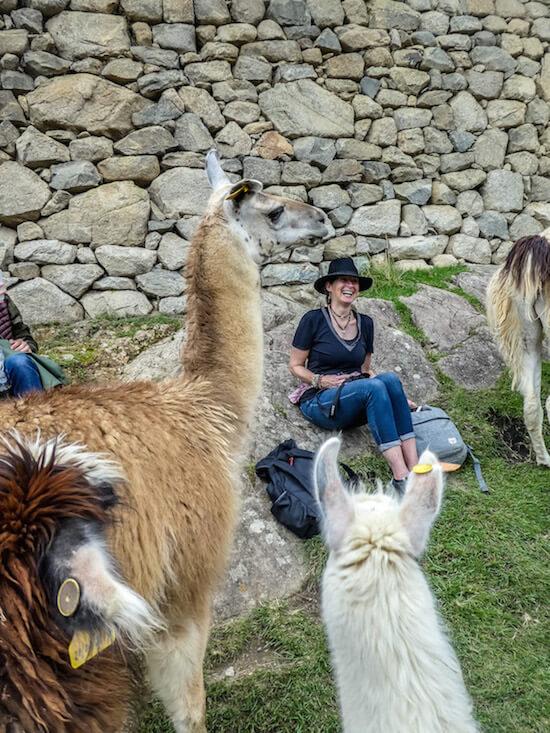 seated lady with black sunhat laughing as 2 llamas approach her