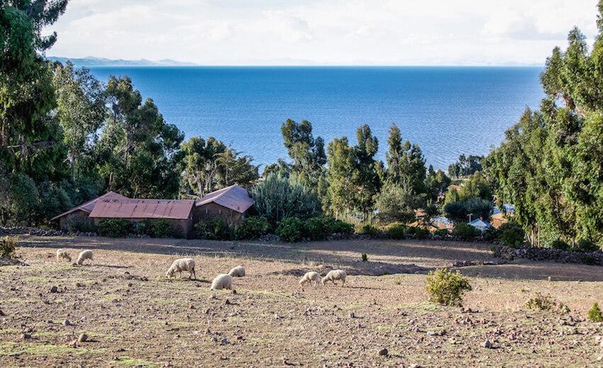Isla Amantani: sheep graze with a few red roofed buildings and trees. looking out across the vast blue waters of the lake