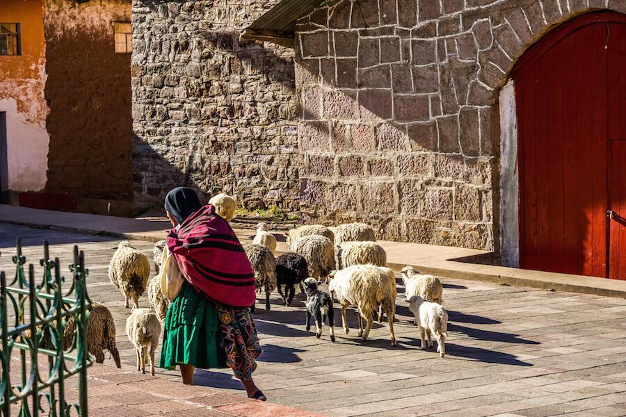 a woman with a black shawl over her head lead her sheep past the church