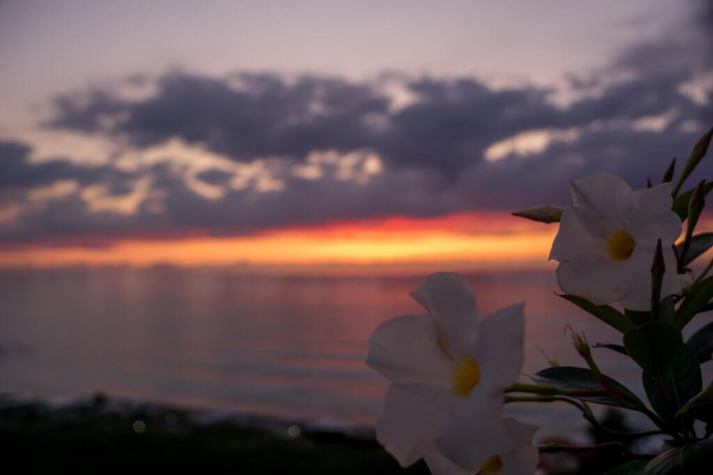 Tropea Italia: sunset with oranges and pinks and 2 white flowers in the forground