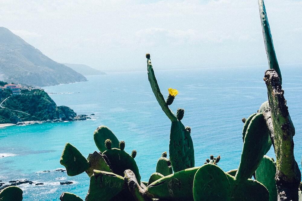 Near Tropea Italia: yellow flowering cacti in the foreground and the blue sea and cliffs beyond