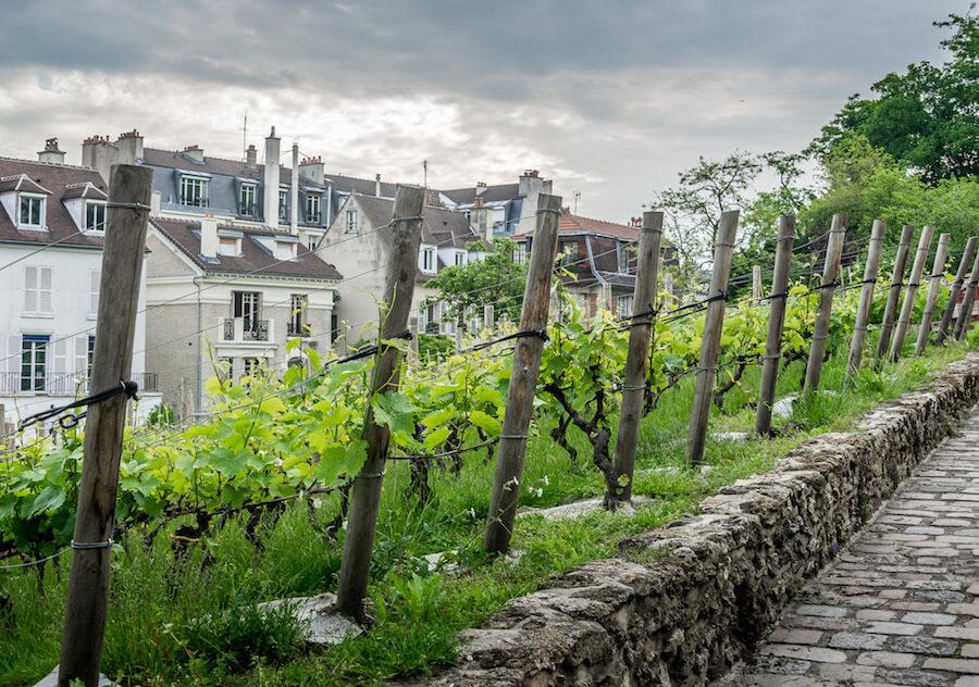 Montmartre in Paris has its very own tiny vineyard