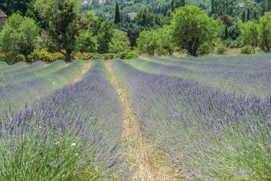 Luberon, France: lavender fields