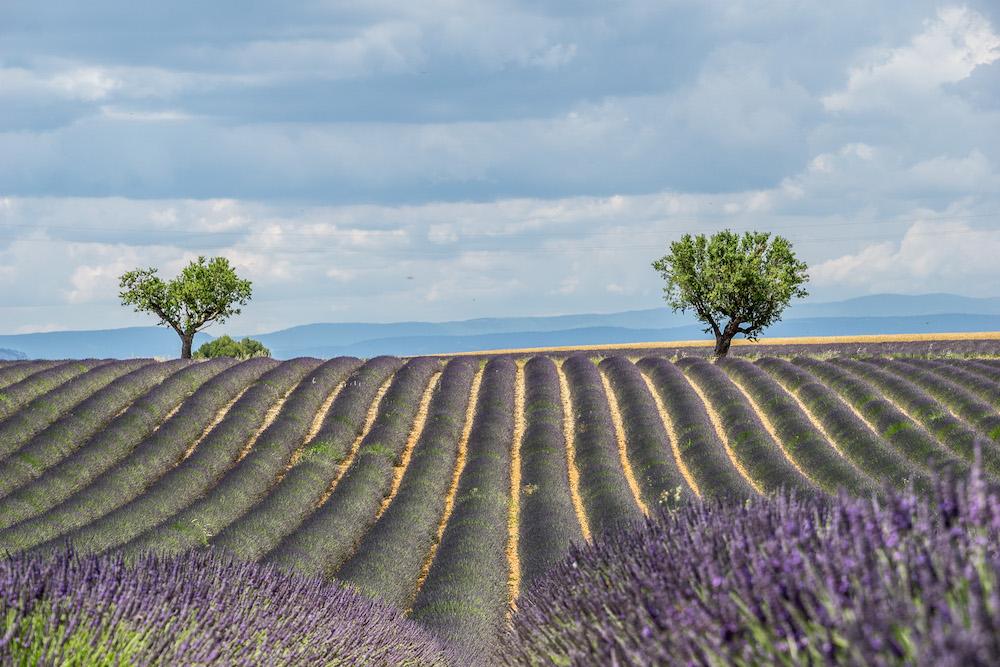 7 days in Provence: Valensole lavender fields