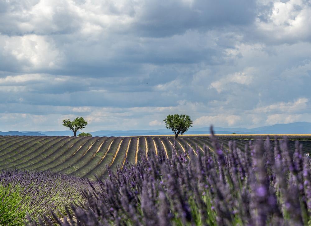 Lavender fields Provence France