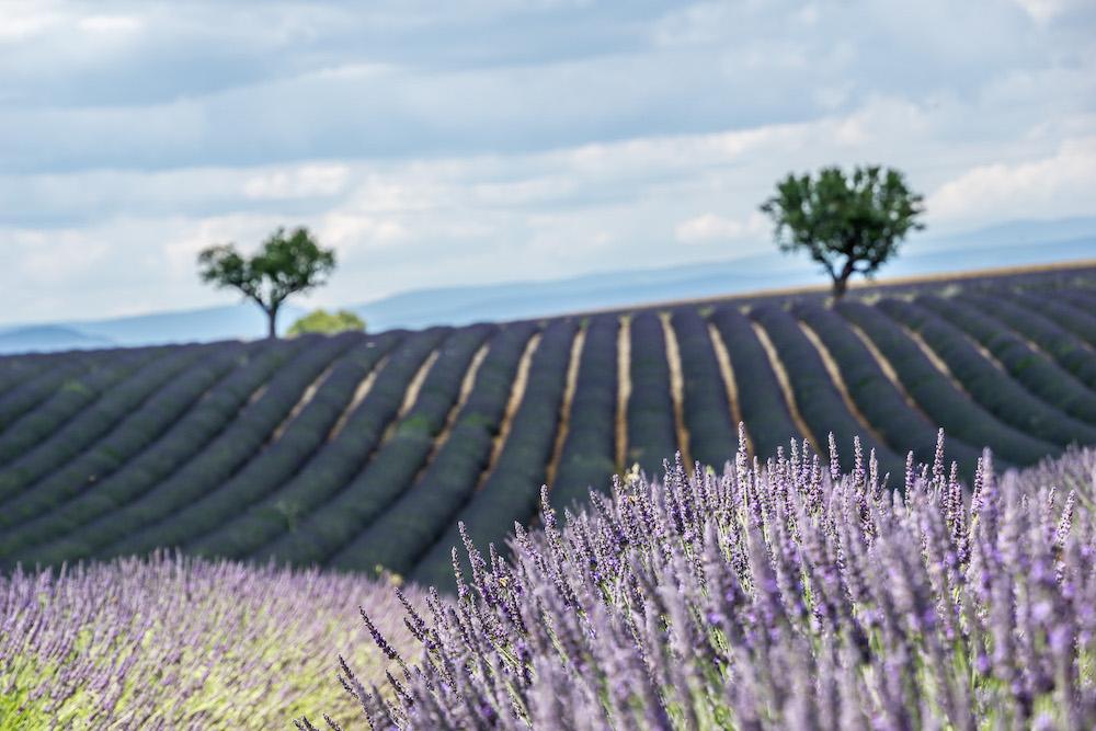 Olive trees and Lavender fields, France