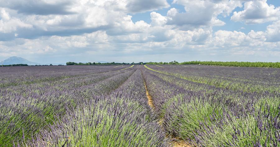 Lavender in France, the Luberon