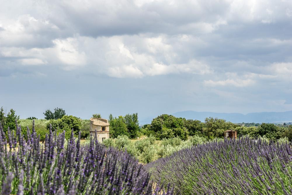 Lavender fields in Provence France