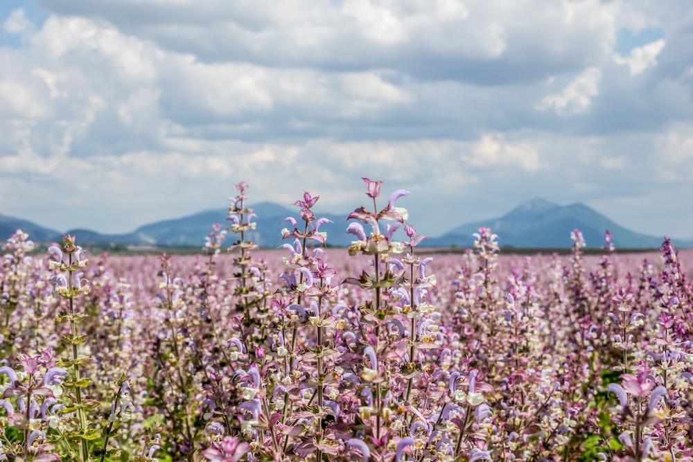 gorgeous purple flowers with the mountains in the distance