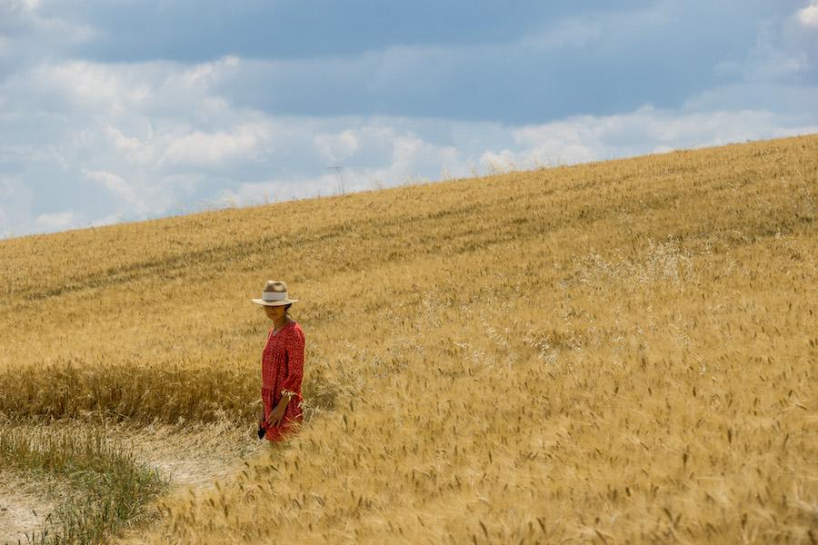 Wheat fields in Provence