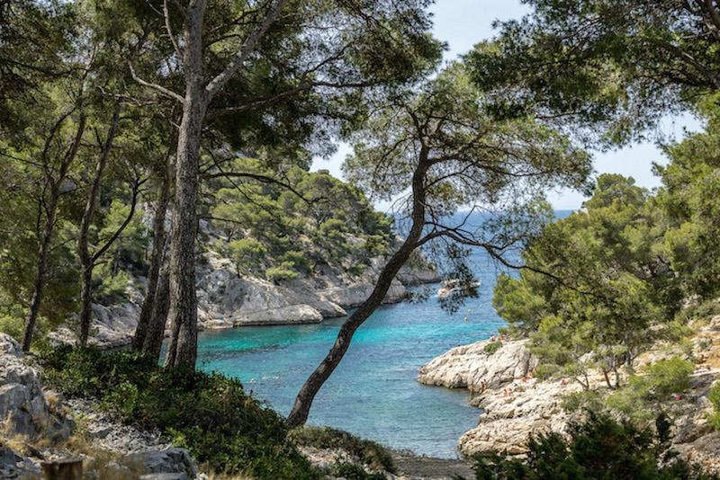 Calanques de Cassis: views of teal water through the pines