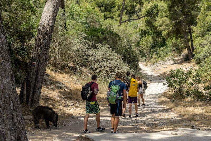 Hiking Calanques national park: group heading up the path with a wild boar