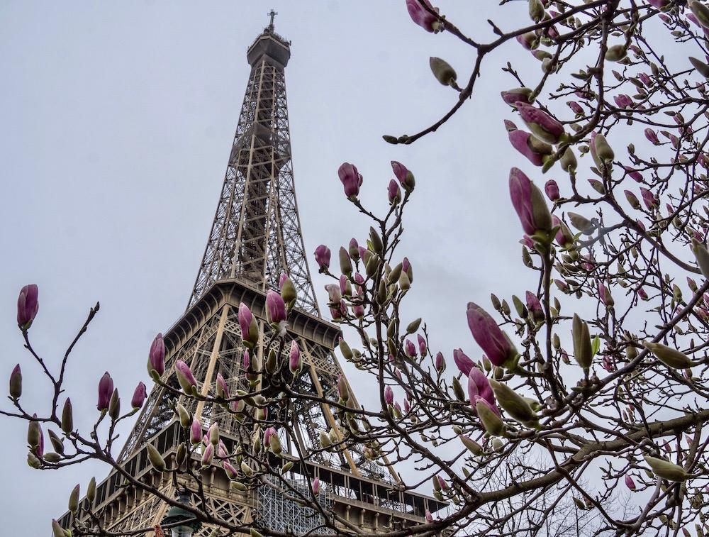  Az Eiffel-torony látványa és a virágzásnak induló magnóliavirágok