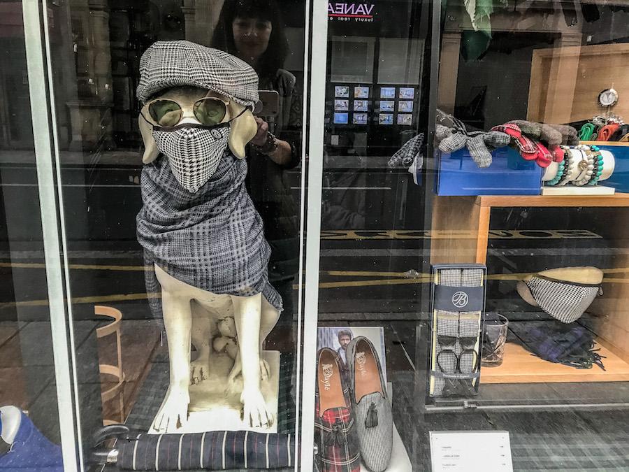 Store window - a dog wearing a mask for Covid-19