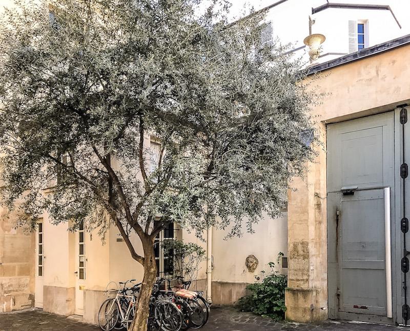 Paris France: an Olive tree grows in a quiet courtyard. Bicycles lean agains the tree and a lion fountain is on the wall 